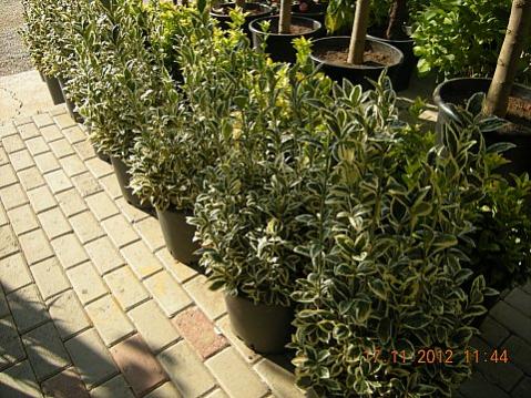 Name:  DSCN6207.jpg
Views: 636
Size:  52.3 KB