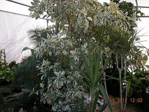 Name:  DSCN6215.jpg
Views: 601
Size:  48.2 KB