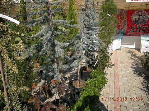 Name:  DSCN6217.jpg
Views: 636
Size:  52.4 KB