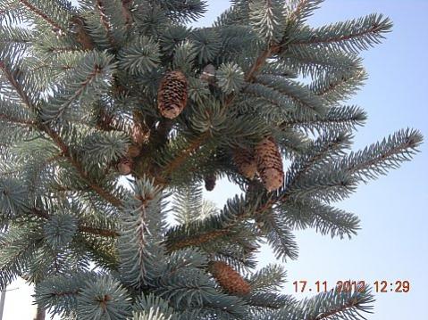 Name:  DSCN6218.jpg
Views: 630
Size:  48.3 KB