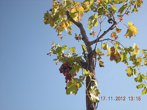 Name:  DSCN6223.jpg
Views: 601
Size:  46.3 KB