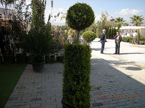 Name:  DSCN6224.jpg
Views: 603
Size:  60.5 KB