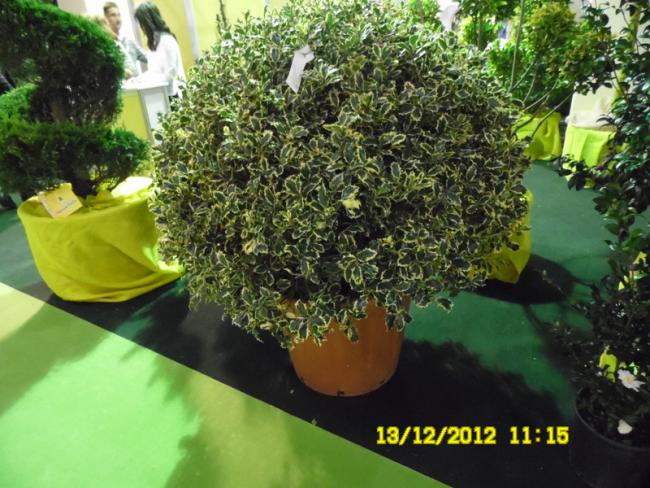 Name:  007.jpg
Views: 851
Size:  64.2 KB