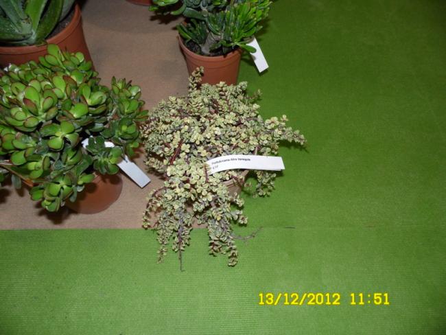 Name:  028.jpg
Views: 454
Size:  50.0 KB