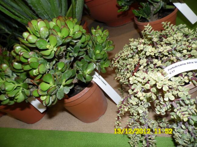 Name:  029.jpg
Views: 428
Size:  70.2 KB