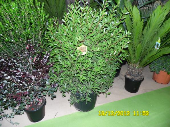 Name:  034.jpg
Views: 818
Size:  71.9 KB