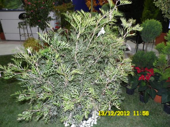Name:  046.jpg
Views: 796
Size:  72.8 KB
