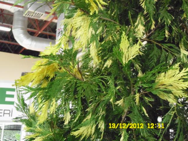 Name:  079.jpg
Views: 798
Size:  70.5 KB