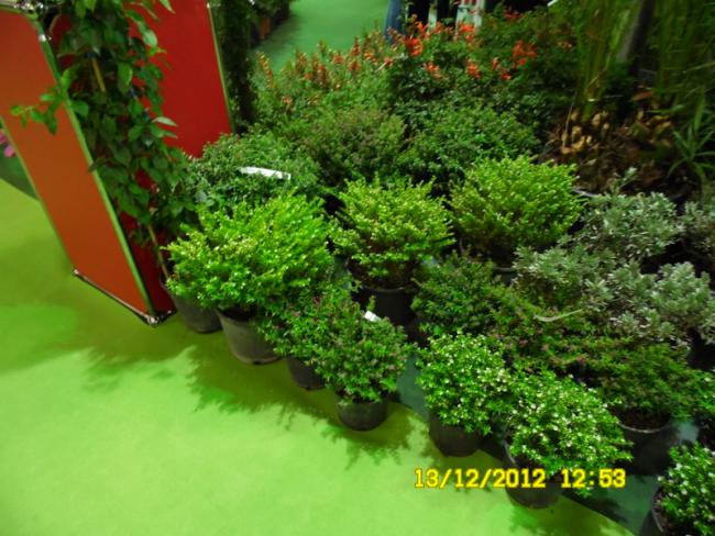 Name:  137.jpg
Views: 687
Size:  61.2 KB