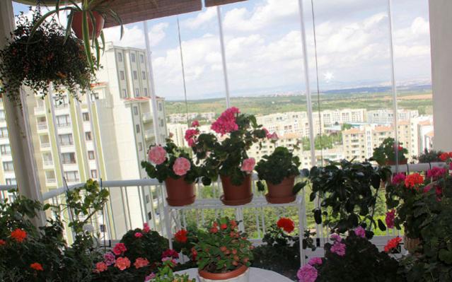 Name:  bahce_13_4_13_a-2013-04-13.jpg
Views: 1001
Size:  50.4 KB