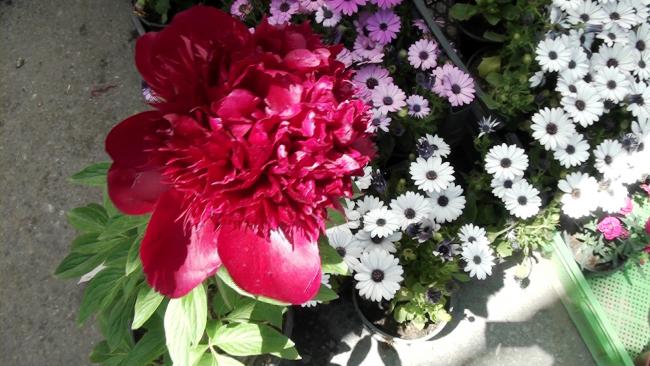 Name:  00261.MTS_000015448.jpg
Views: 1585
Size:  52.9 KB