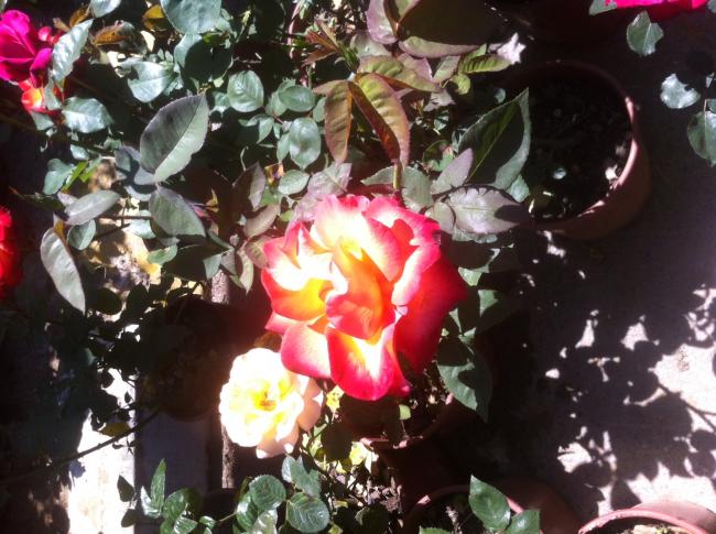 Name:  fotoraf(45).jpg
Views: 437
Size:  59.7 KB