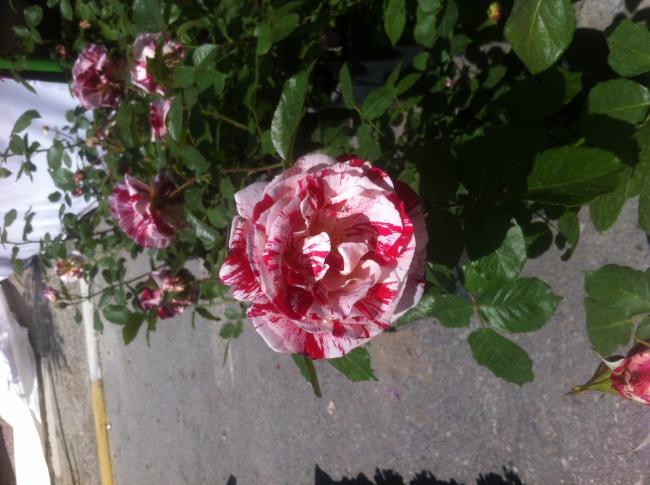 Name:  fotoraf(56).jpg
Views: 457
Size:  50.6 KB