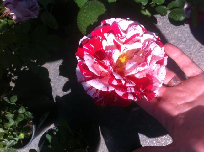 Name:  fotoraf(63).jpg
Views: 417
Size:  41.8 KB