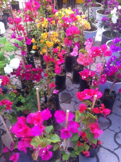 Name:  fotoraf(58).jpg
Views: 459
Size:  78.1 KB
