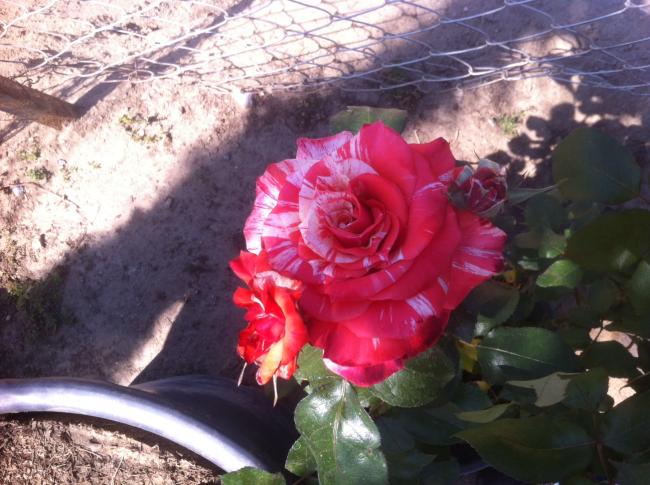 Name:  fotoraf(69).jpg
Views: 465
Size:  56.8 KB