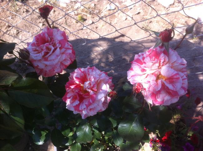 Name:  fotoraf(70).jpg
Views: 432
Size:  57.9 KB
