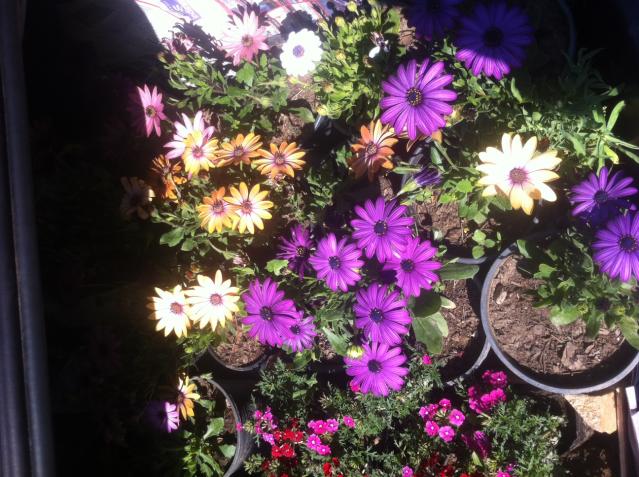 Name:  fotoraf(73).jpg
Views: 476
Size:  69.6 KB