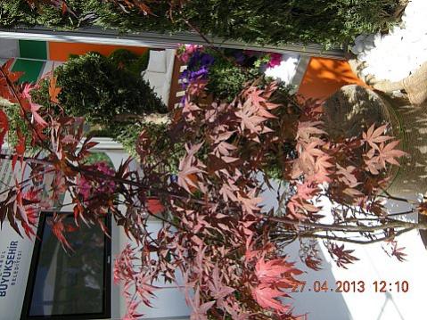Name:  DSCN6609.jpg
Views: 661
Size:  51.6 KB