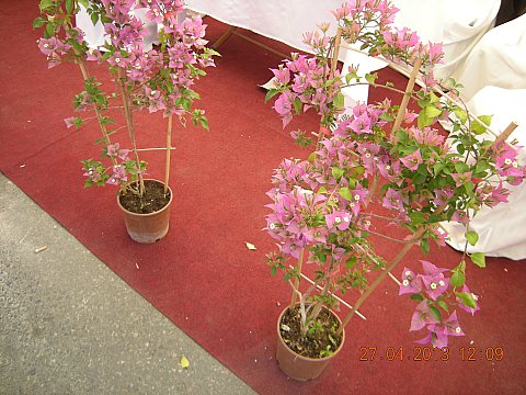 Name:  DSCN6608.jpg
Views: 628
Size:  61.0 KB