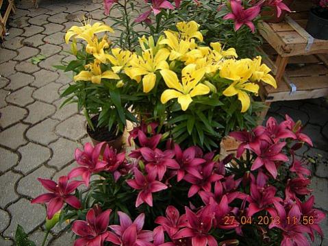 Name:  DSCN6607.jpg
Views: 413
Size:  45.2 KB