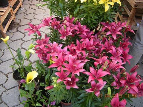 Name:  DSCN6606.jpg
Views: 414
Size:  50.1 KB