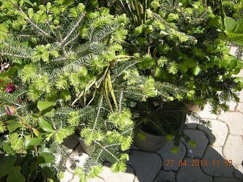 Name:  DSCN6605.jpg
Views: 411
Size:  58.4 KB