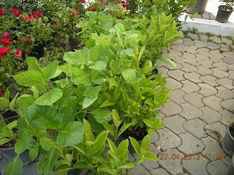Name:  DSCN6600.jpg
Views: 399
Size:  45.3 KB