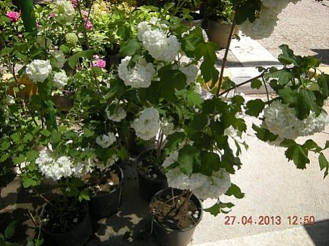 Name:  DSCN6620.jpg
Views: 422
Size:  46.8 KB