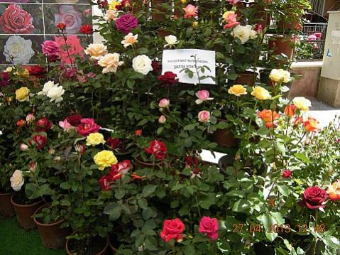 Name:  DSCN6619.jpg
Views: 468
Size:  52.2 KB