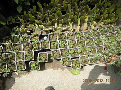 Name:  DSCN6618.jpg
Views: 439
Size:  50.4 KB