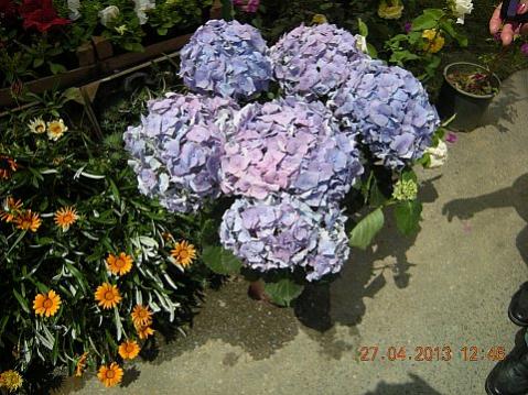 Name:  DSCN6616.jpg
Views: 415
Size:  47.3 KB