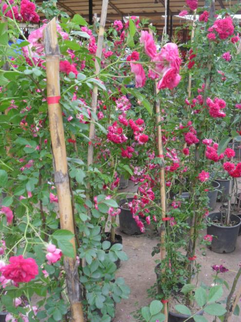 Name:  SAM_2815.jpg
Views: 979
Size:  77.6 KB