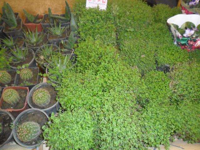Name:  SAM_2835.jpg
Views: 928
Size:  70.3 KB