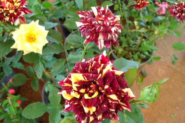 Name:  resim (11).jpg
Views: 1200
Size:  49.6 KB