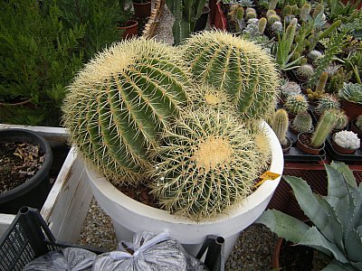 Name:  DSCN7494.jpg
Views: 426
Size:  55.0 KB