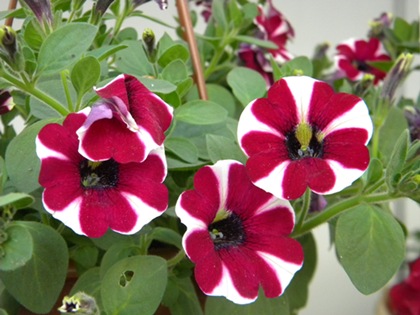 Name:  DSCN9615.JPG
Views: 454
Size:  69.7 KB
