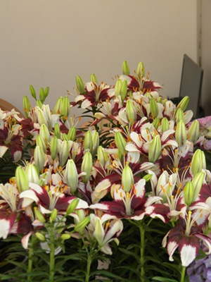 Name:  DSCN9616.JPG
Views: 416
Size:  68.2 KB