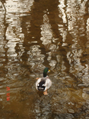 Name:  RESIM1.JPG
Views: 450
Size:  60.2 KB