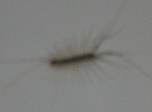 Name:  boc2.jpg
Views: 52757
Size:  13.2 KB