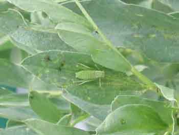 Name:  22.05 018.JPG
Views: 123290
Size:  43.0 KB