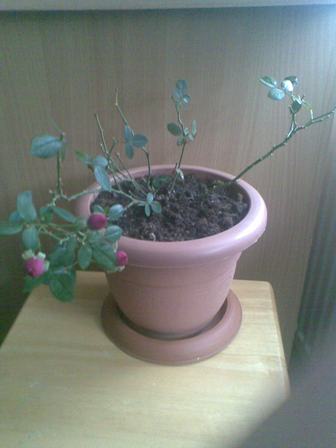 Name:  Grnt003.jpg
Views: 1931
Size:  23.2 KB