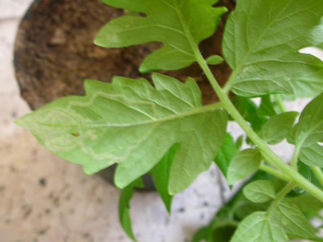 Name:  DSCN0356.jpg
Views: 4134
Size:  32.9 KB