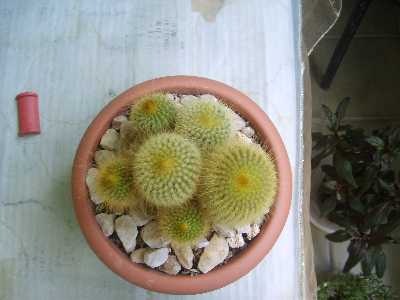 Name:  S6001354.jpg
Views: 2254
Size:  56.8 KB