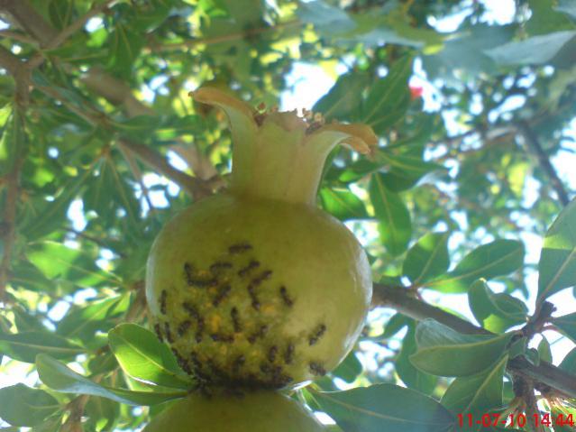 Name:  DSC01665.jpg
Views: 10092
Size:  45.9 KB