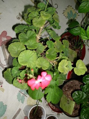 Name:  P1012258.JPG
Views: 4755
Size:  56.3 KB