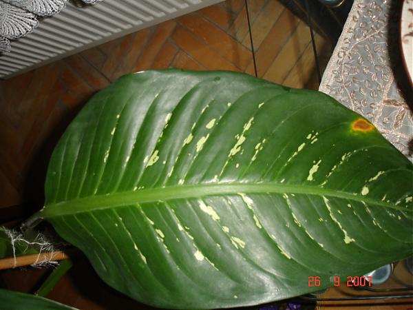 Name:  DSC01406.jpg
Views: 5722
Size:  42.4 KB