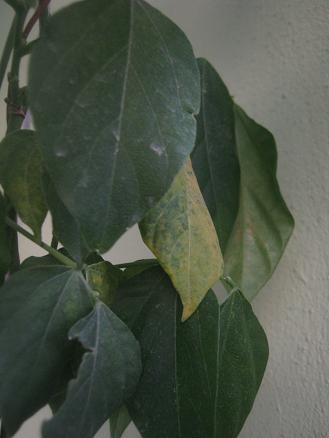 Name:  selluka.JPG
Views: 60237
Size:  22.6 KB