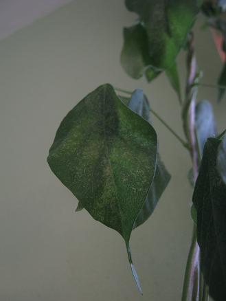 Name:  selluka1.JPG
Views: 59879
Size:  17.2 KB