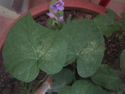Name:  s. sefas.JPG
Views: 59575
Size:  34.7 KB